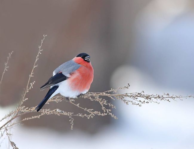 Птицы Похожие На Снегирей Фото
