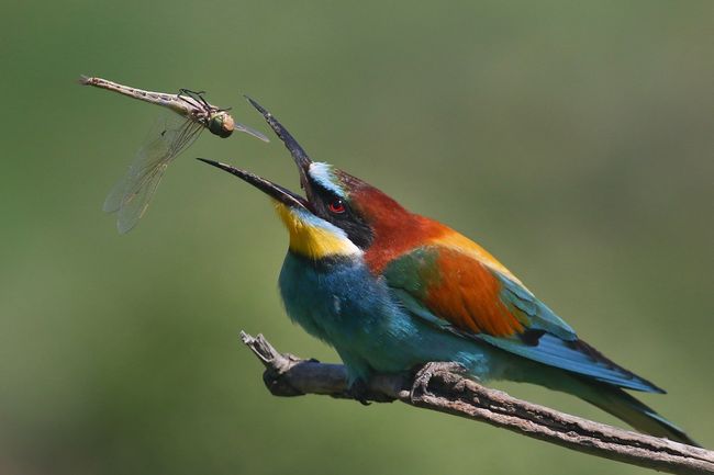 Фото Красивых Птиц В Природе